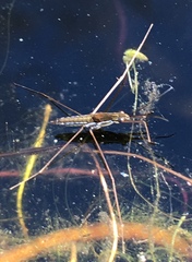 Limnoporus canaliculatus