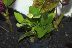 Anubias barteri