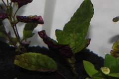 Hemigraphis colorata