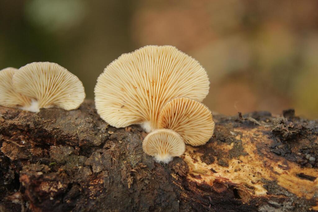 Hohenbuehelia phalligera