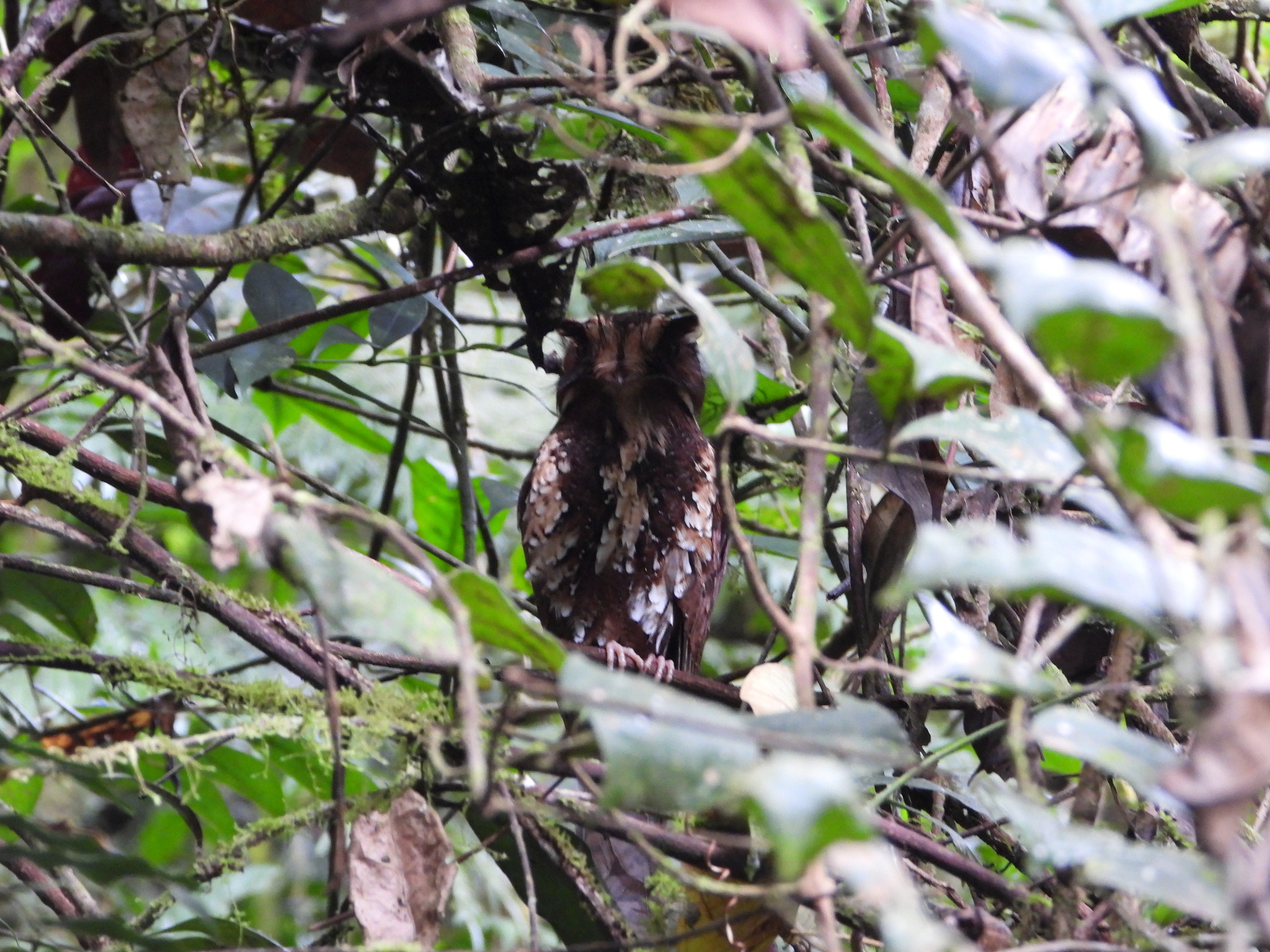 Feline Owlet-nightjar (Aegotheles insignis), photo 9