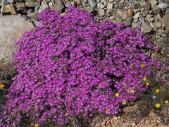 Drosanthemum
