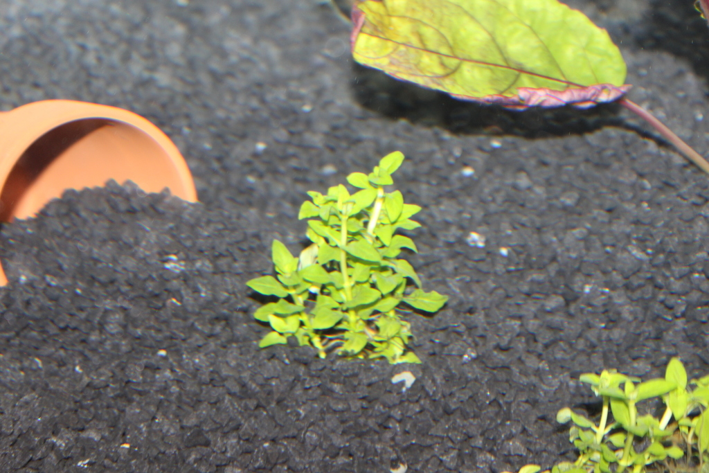 Staurogyne rampante (Staurogyne repens)