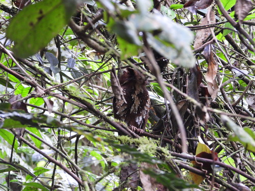 Feline Owlet-nightjar (Aegotheles insignis), photo 10