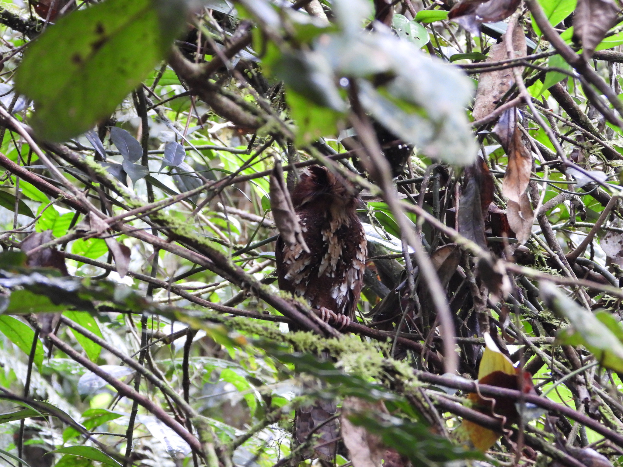 Feline Owlet-nightjar (Aegotheles insignis), photo 10