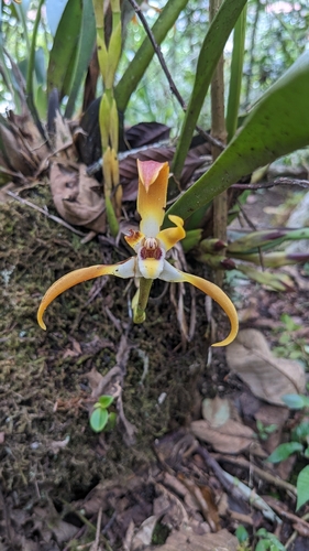 Sunburst Tiger Orchid (Maxillaria luteograndiflora)