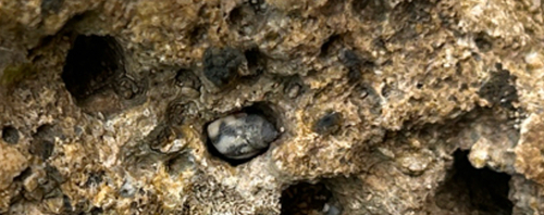 Echinolittorina hawaiiensis observed 2026-02-09
