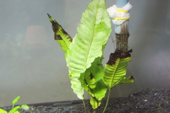 Bolbitis heteroclita