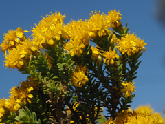 Oedera genistifolia