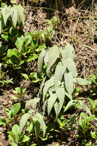 Low False Bindweed (Calystegia spithamaea)