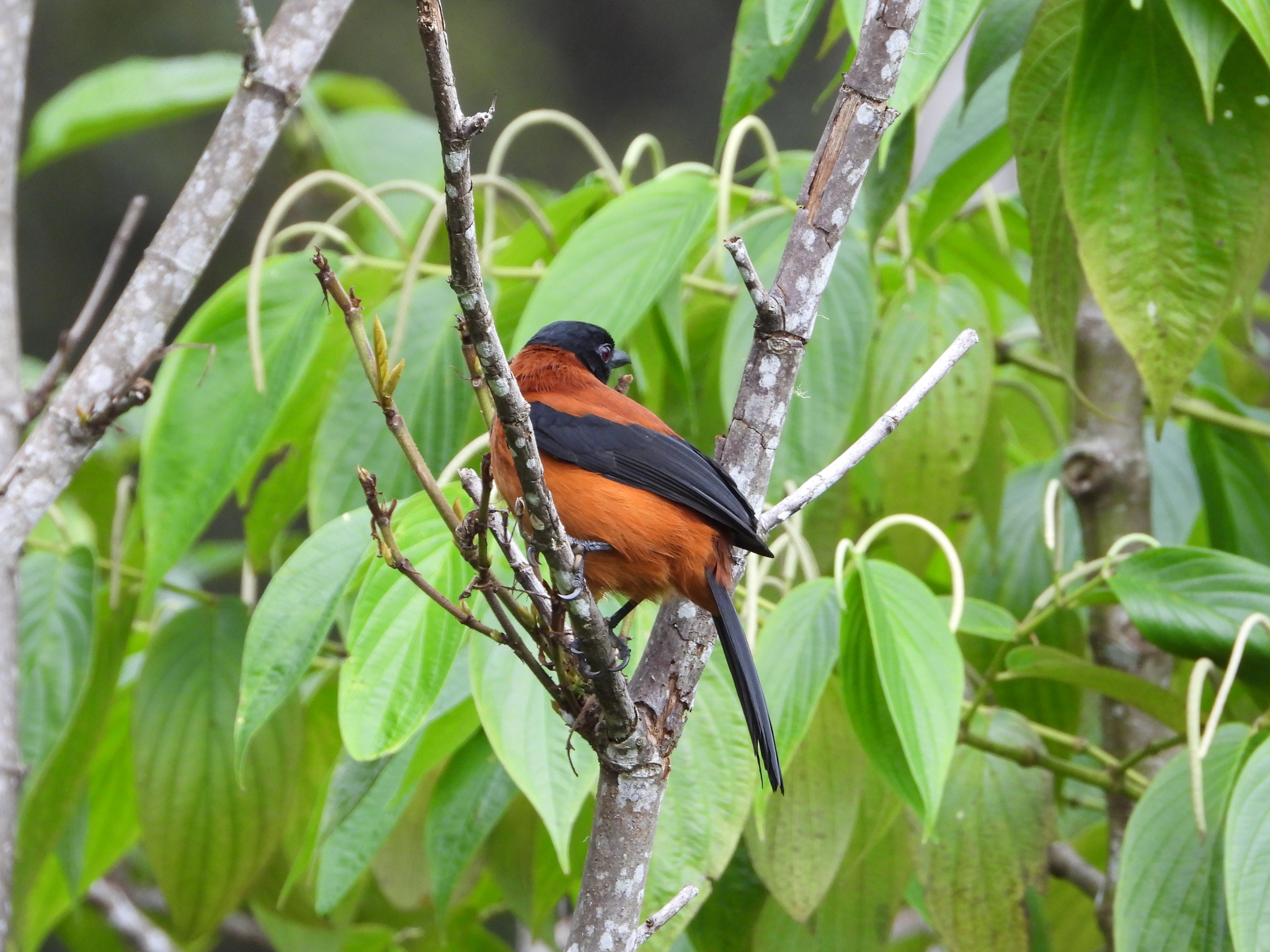Hooded Pitohui (Pitohui dichrous), photo 2