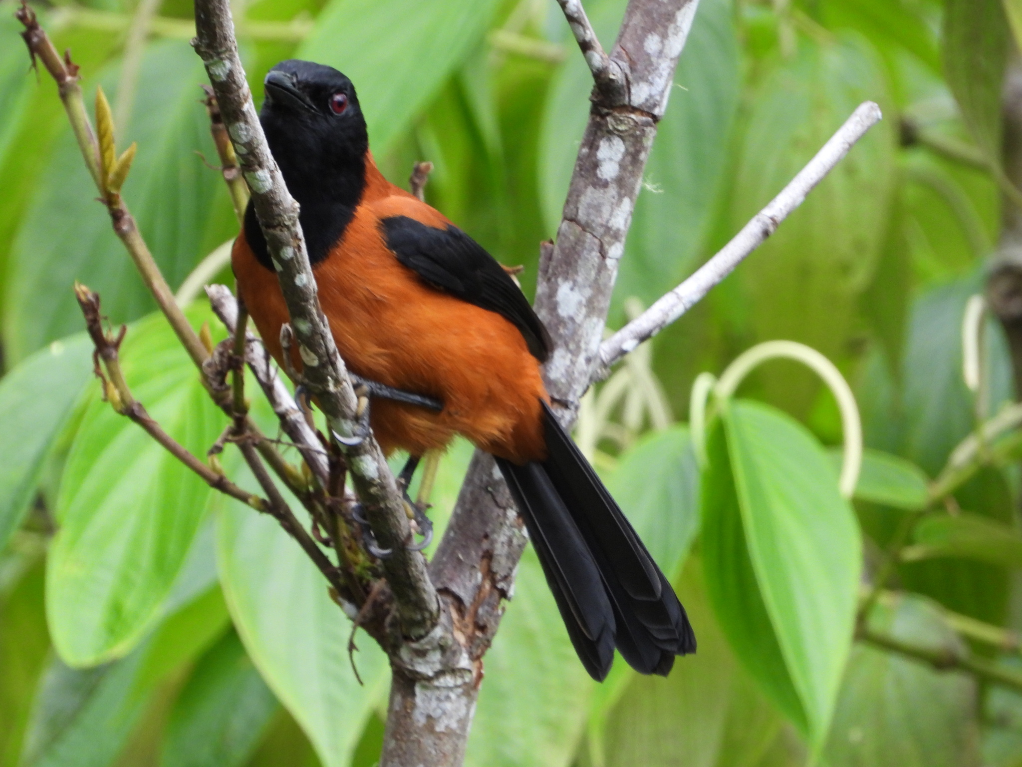 Hooded Pitohui (Pitohui dichrous), photo 3