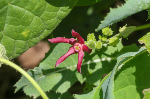 Climbing Milkvine (Matelea obliqua)