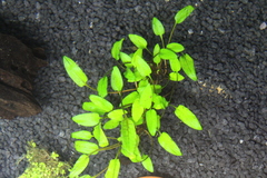Cryptocoryne wendtii
