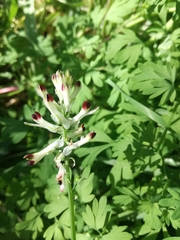 Fumaria flabellata