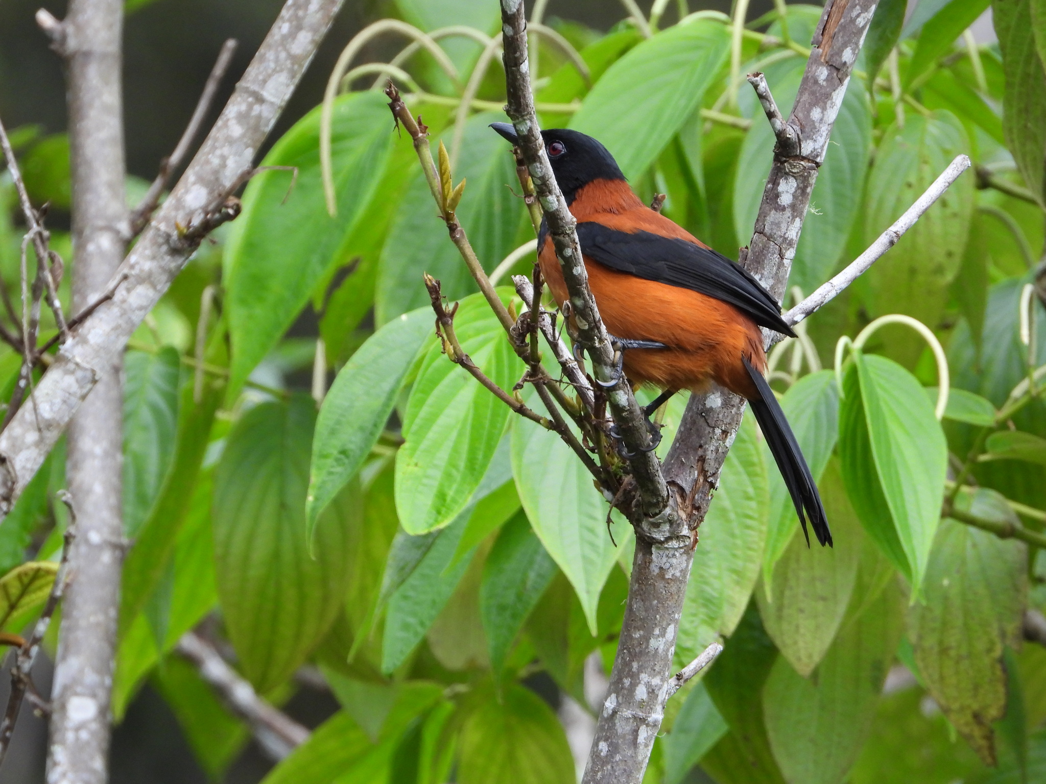 Hooded Pitohui (Pitohui dichrous), photo 4