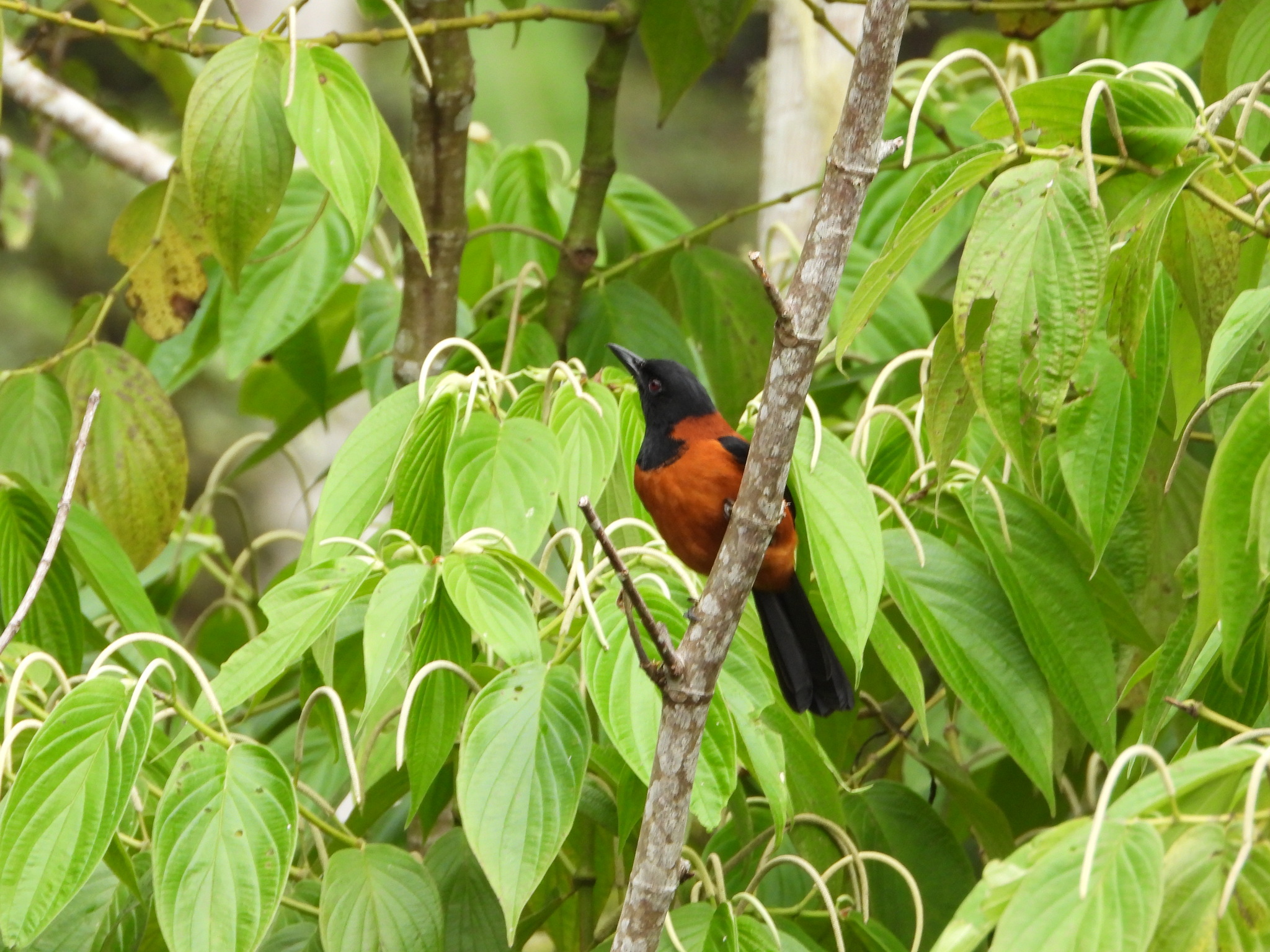 Hooded Pitohui (Pitohui dichrous), photo 5