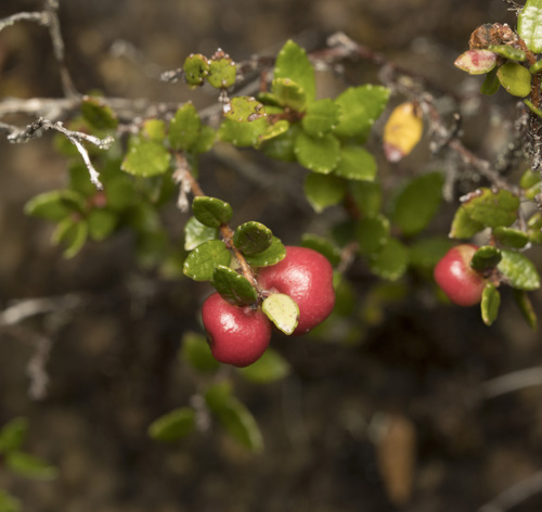 Antarctic mountainberry (Gaultheria antarctica)