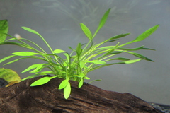 Cryptocoryne parva