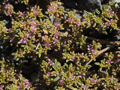 Aizoon portulacaceum