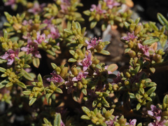 Aizoon portulacaceum