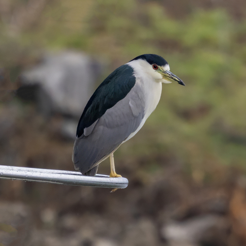 Black-crowned Night Heron photographed in Alabama