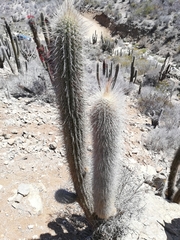 Trichocereus chiloensis litoralis