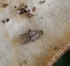 Echmepteryx