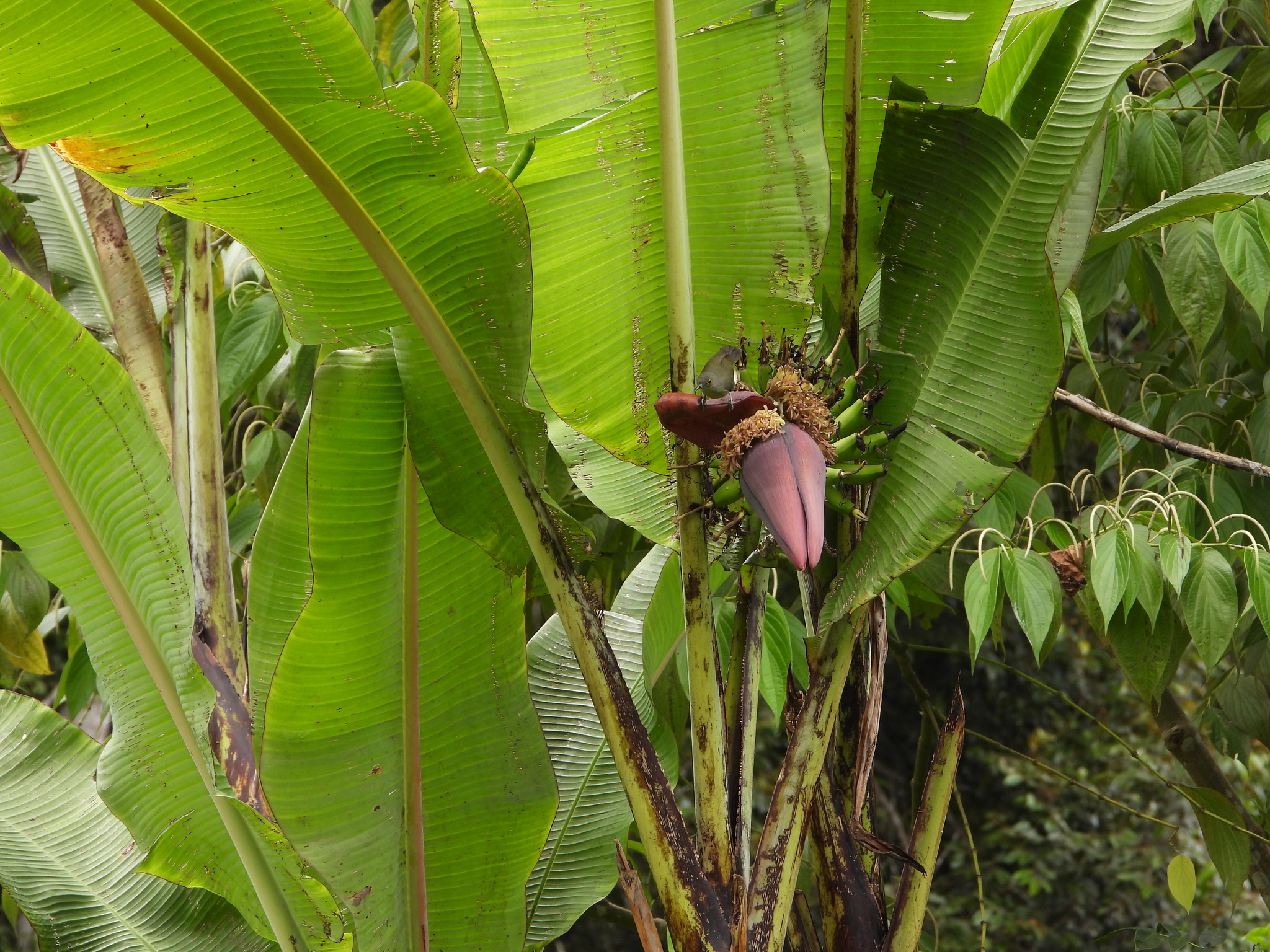 Spectacled Longbill (Oedistoma iliolophus), photo 2