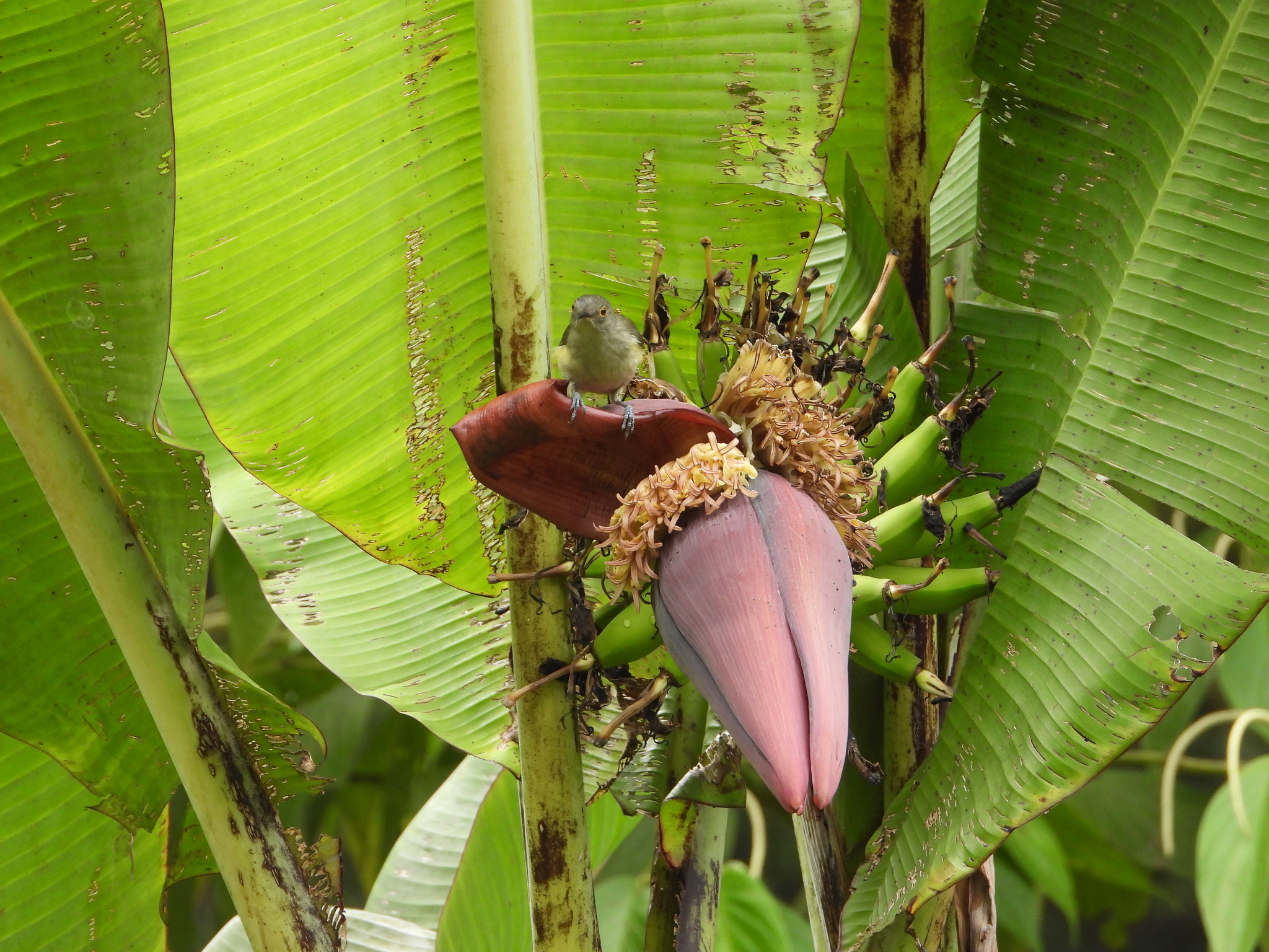 Spectacled Longbill (Oedistoma iliolophus), photo 3