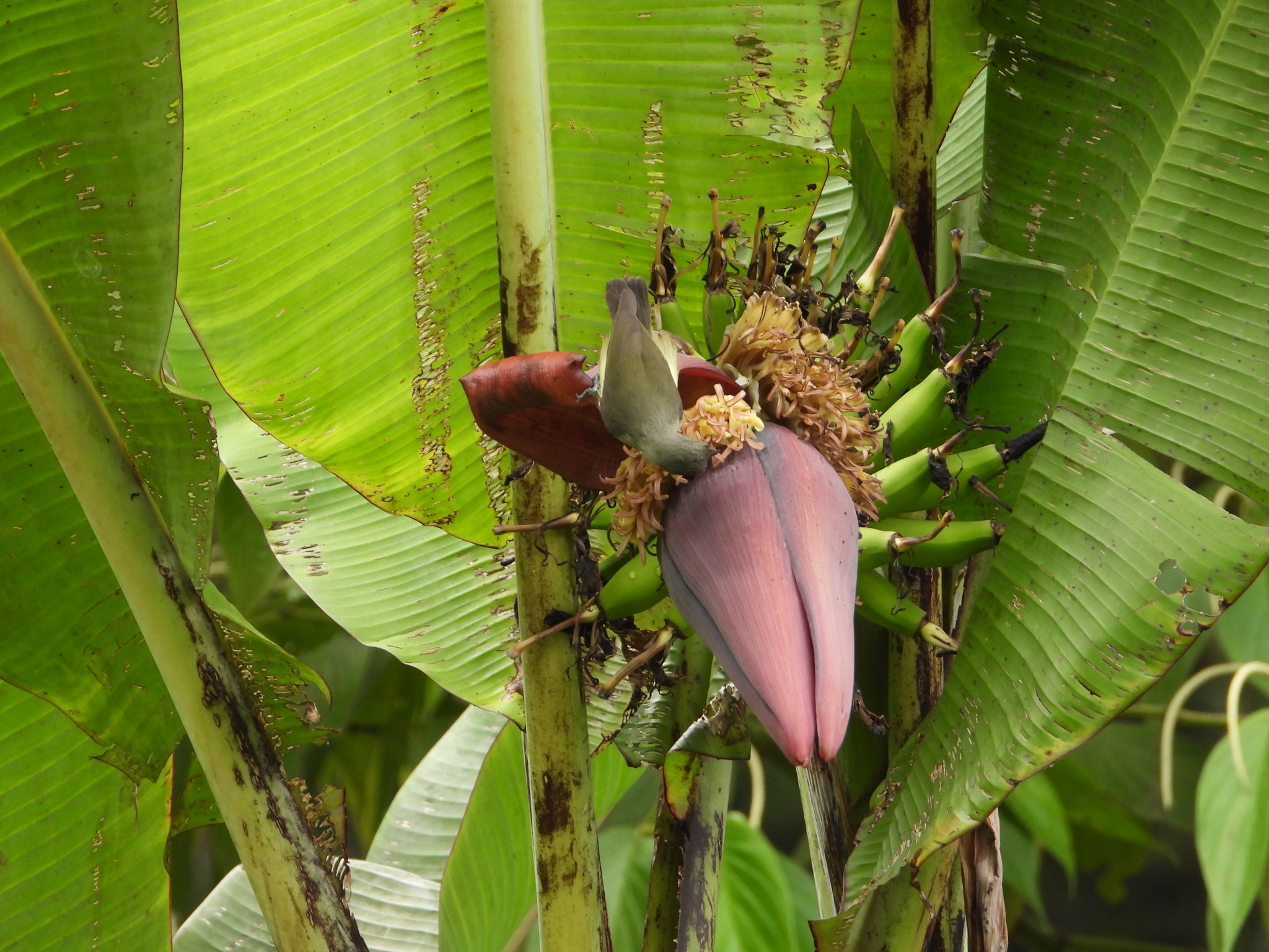 Spectacled Longbill (Oedistoma iliolophus), photo 4