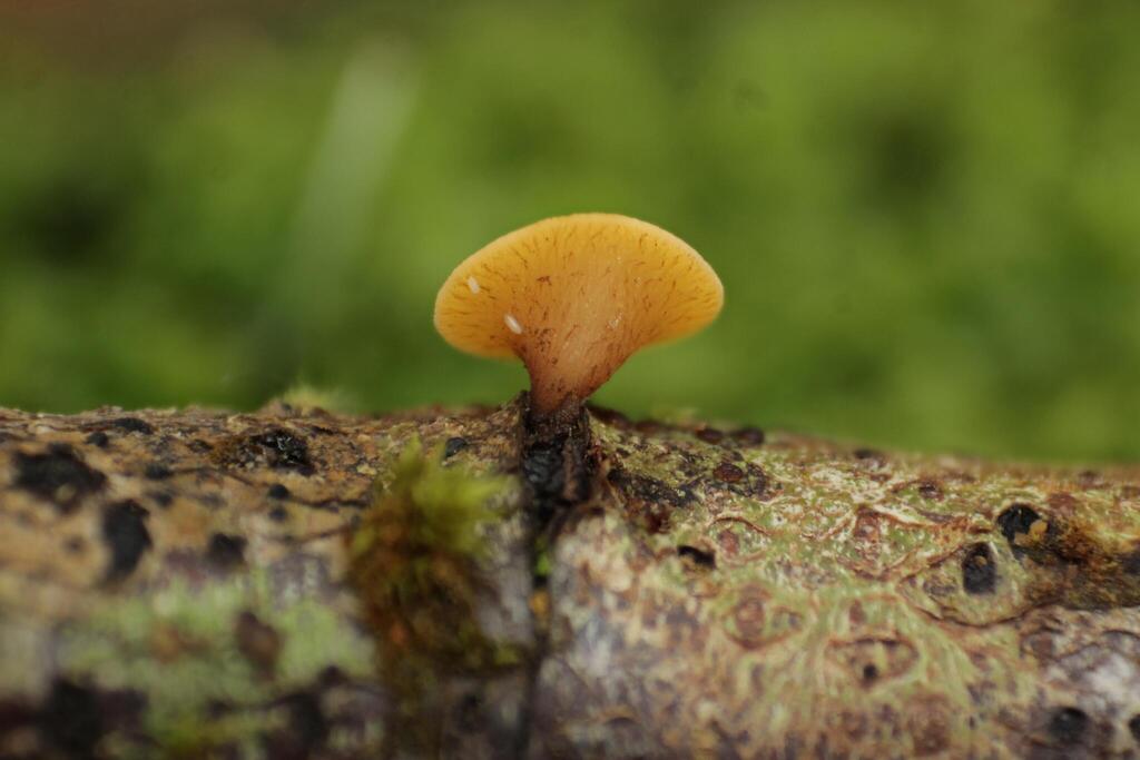 Rutstroemia megalospora