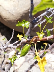 Vasconcellea chilensis