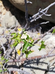 Vasconcellea chilensis