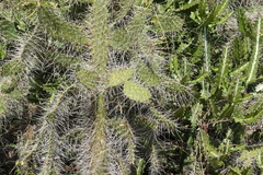 Opuntieae