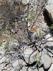 Vasconcellea chilensis