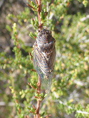 Clidophleps distanti