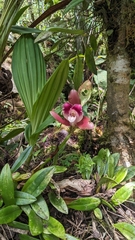 Lycaste macrophylla