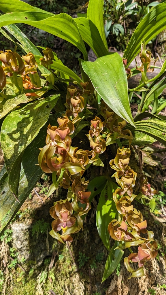 Galeottia acuminata