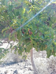 Schinus latifolia