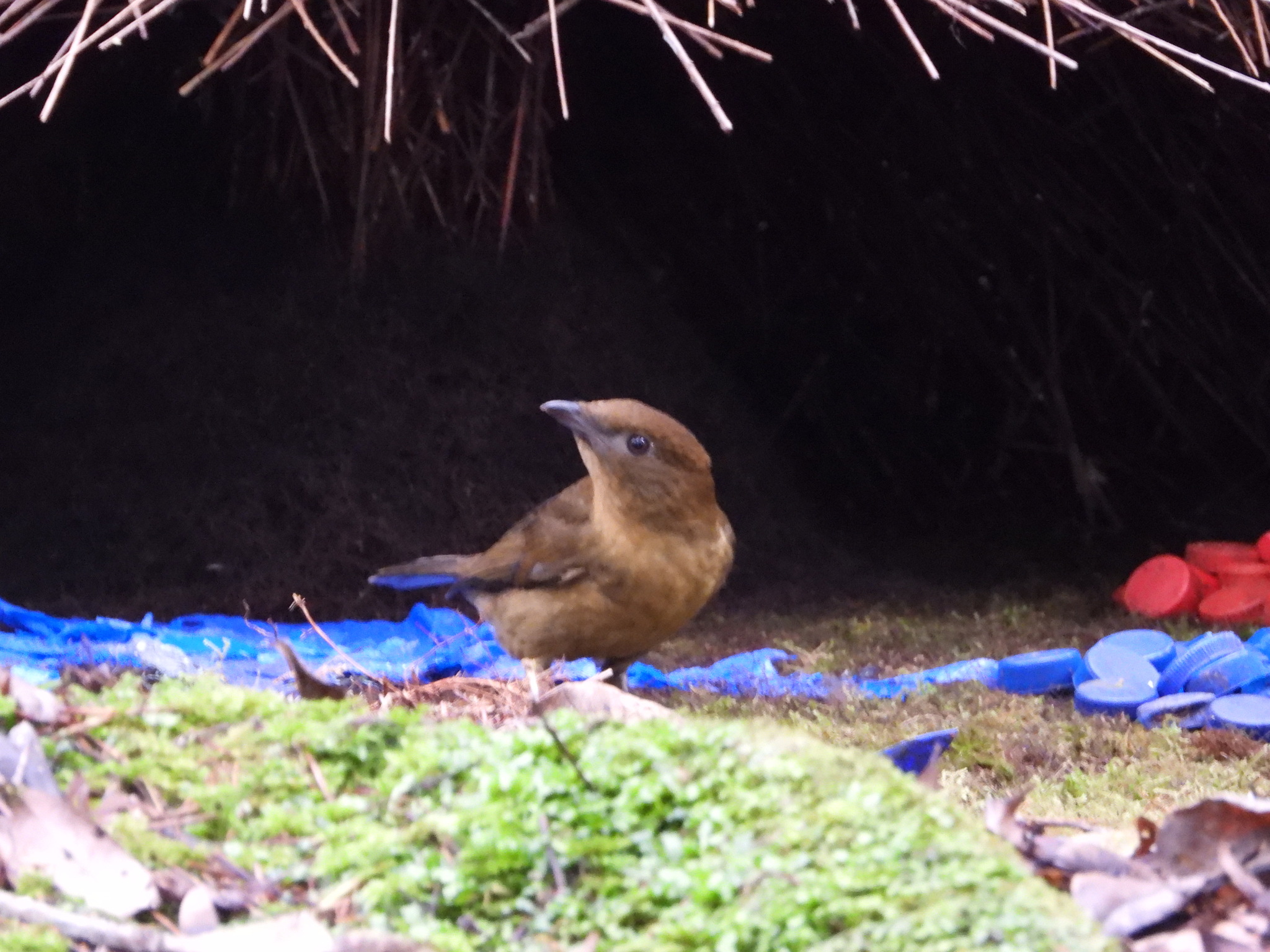 Vogelkop Bowerbird (Amblyornis inornata), photo 10