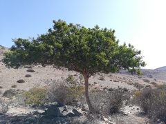 Schinus latifolia
