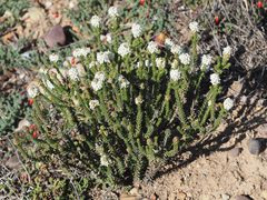 Microdon parviflorus