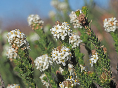 Microdon parviflorus
