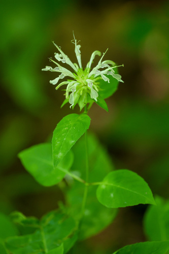 white bergamot (Monarda clinopodia)