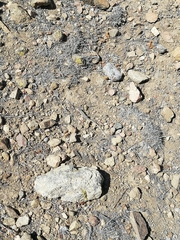 Liolaemus pseudolemniscatus