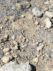 Liolaemus pseudolemniscatus