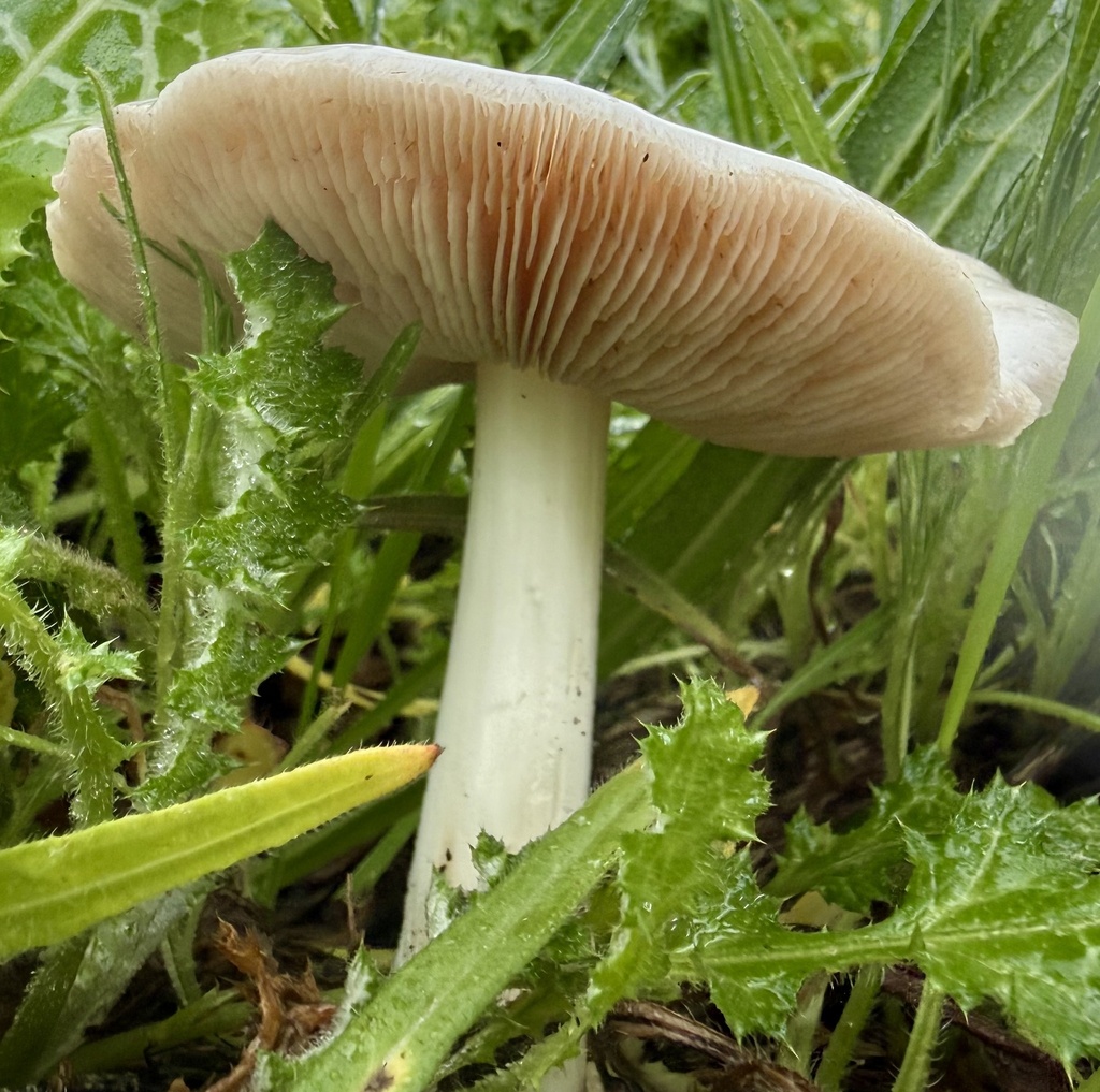Volvopluteus gloiocephalus · February 2026 · photo: © hllrnnr (iNaturalist, cc0)