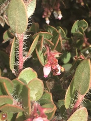 Arctostaphylos myrtifolia