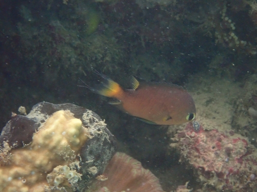 Dark-fin chromis (Chromis atripes) — Pomacentridae